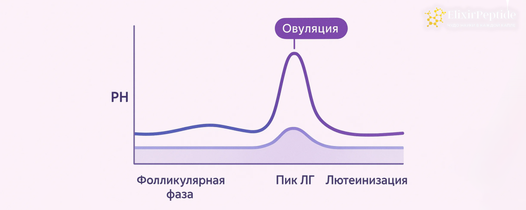 Как ЛГ меняется в течение цикла и какую роль играет пик ЛГ. .png